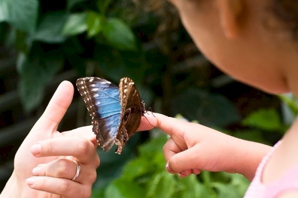 A person and a child are holding a blue butterfly on their fingers, surrounded by green foliage, creating a moment of connection with nature.