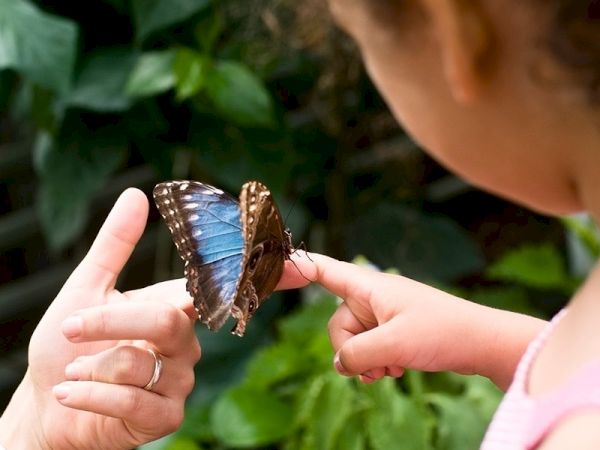 A person and a child are holding a blue butterfly on their fingers, surrounded by green foliage, creating a moment of connection with nature.