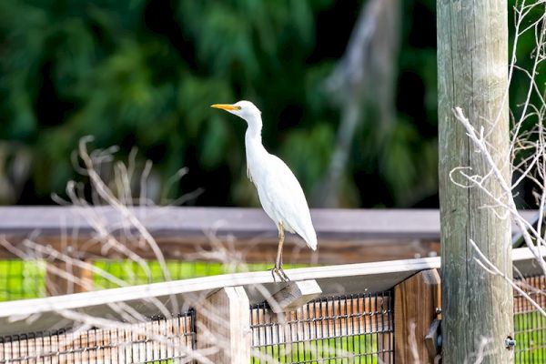 The image shows a white bird, possibly a crane or heron, perched on a wooden railing with a green foliage background and some branches in the foreground.