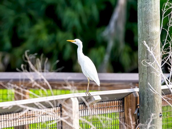 The image shows a white bird, possibly a crane or heron, perched on a wooden railing with a green foliage background and some branches in the foreground.