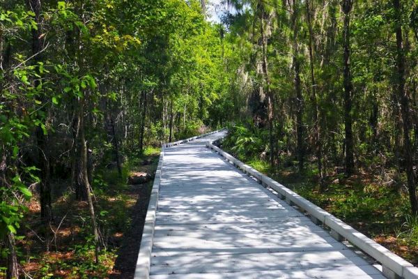 A wooden boardwalk through a forested area with lush green trees on both sides and sunlight filtering through the foliage.