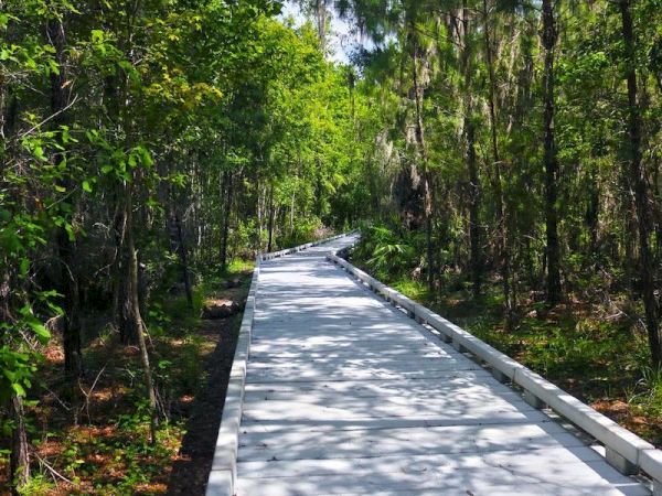 A wooden boardwalk through a forested area with lush green trees on both sides and sunlight filtering through the foliage.