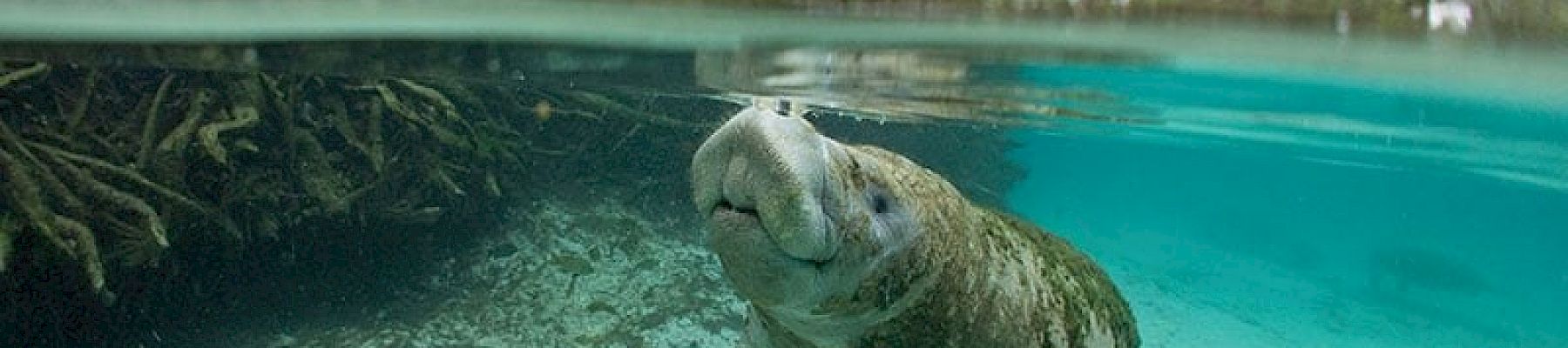 A manatee is swimming in clear, shallow water with a forested area in the background, captured in an underwater view.