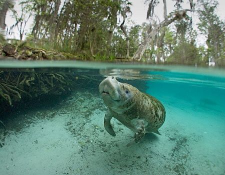 A manatee is swimming in clear, shallow water with a forested area in the background, captured in an underwater view.