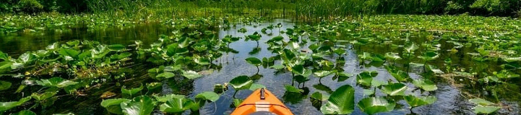 A person in a kayak on a calm water body surrounded by lush green vegetation and lily pads, under a partly cloudy blue sky, ending the sentence.