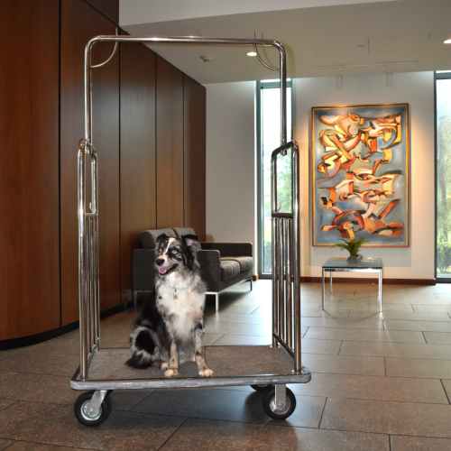 A small dog on a wheeled platform indoors, in a modern living space with artwork and warm lighting.