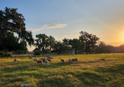 A serene pasture at sunset with sheep grazing, surrounded by trees and a beautiful sky in the background.