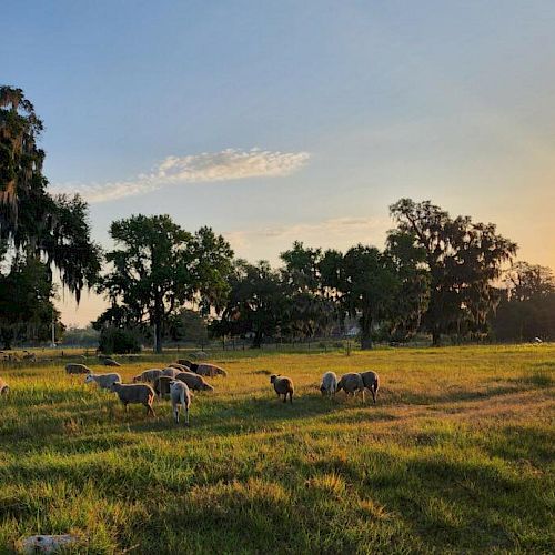 A serene pasture at sunset with sheep grazing, surrounded by trees and a beautiful sky in the background.