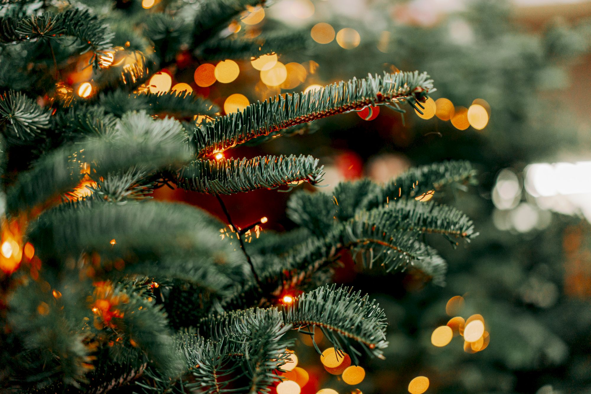 A close-up of a Christmas tree with green branches and warm, glowing lights in the background, creating a festive ambiance.