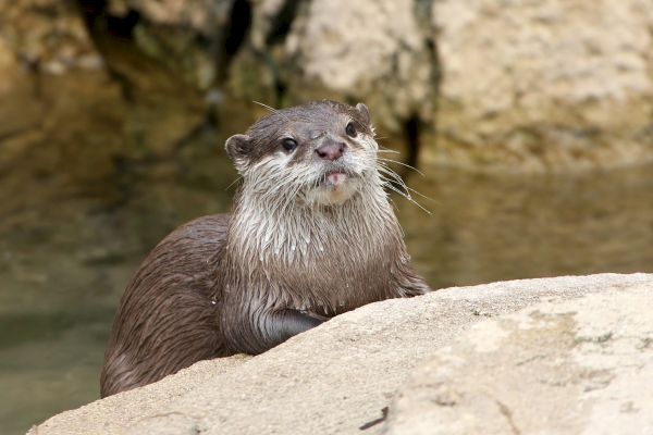 An otter is resting on a rock by the water.