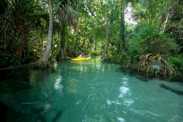 A person in a yellow kayak paddles through a lush, tropical river surrounded by dense greenery and clear turquoise water.