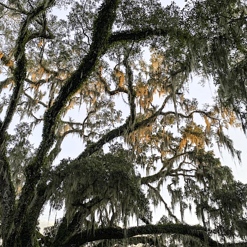 The image shows a large tree with sprawling branches covered in Spanish moss, set against a clear sky.