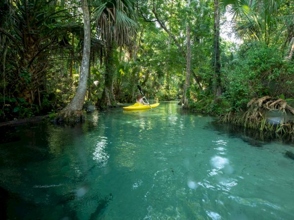 A person is kayaking in a yellow kayak on a clear, turquoise river surrounded by lush, green jungle foliage.