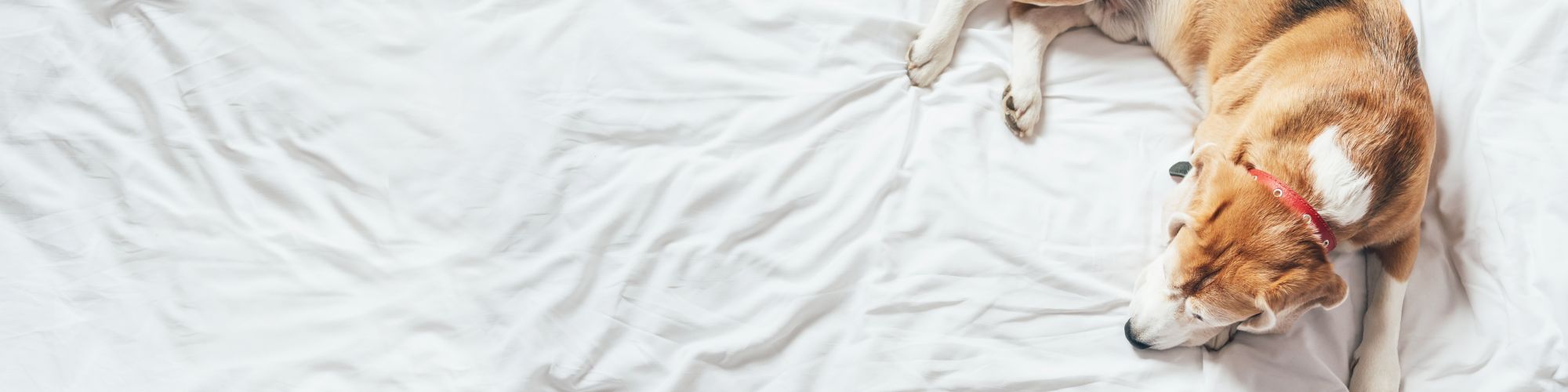 A dog with a red collar is lying on a white bed, looking relaxed and cozy.