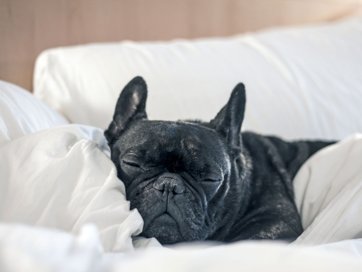 A French Bulldog is peacefully sleeping, nestled in white bedding, looking cozy and relaxed.