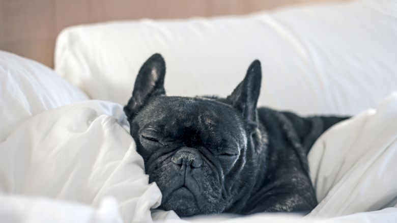 A French Bulldog is peacefully sleeping, nestled in white bedding, looking cozy and relaxed.