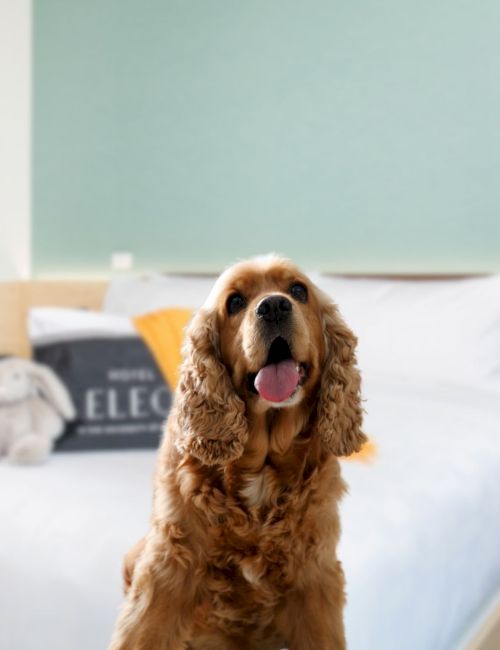 A happy dog with curly ears sits in front of a neatly made bed with pillows and a stuffed toy.