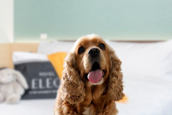A dog with curly ears sits in front of a neatly made bed, accompanied by a plush toy and decorative pillows.