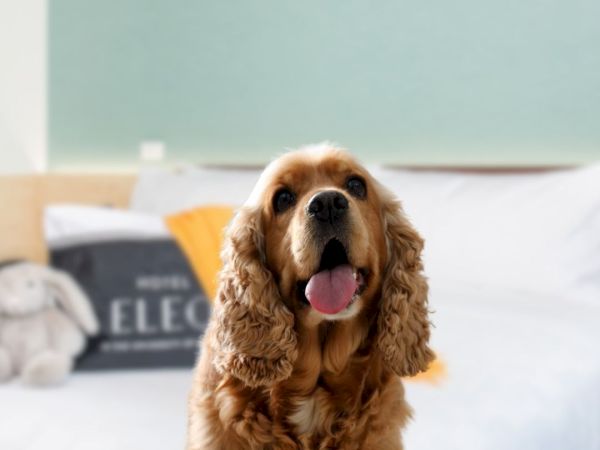 A dog with curly ears sits in front of a neatly made bed, accompanied by a plush toy and decorative pillows.