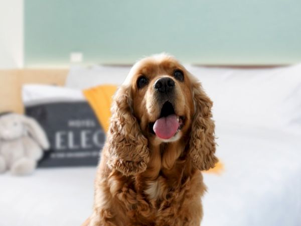 A happy dog with curly ears sits in front of a neatly made bed with decorative cushions and a plush toy in the background.