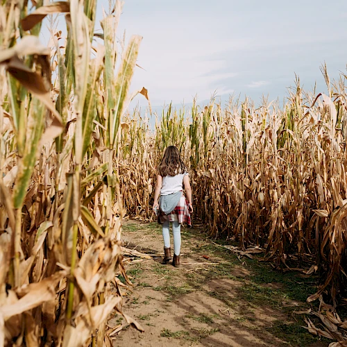A person walks through a cornfield maze under a clear sky, surrounded by tall, dry cornstalks.