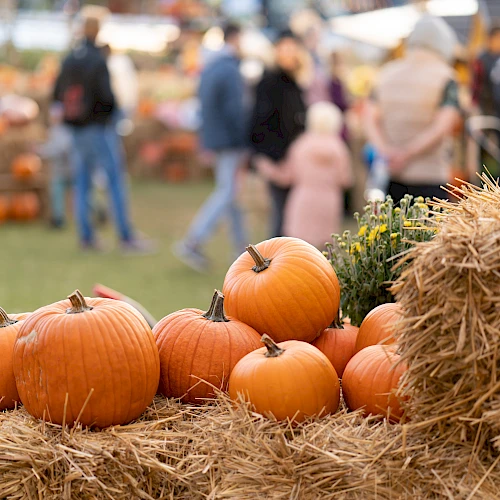 Pumpkins stacked on hay bales with people in the background at a fall festival or market.