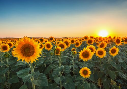 A field of sunflowers basking in the glow of a setting sun under a clear blue sky, creating a serene and picturesque landscape.