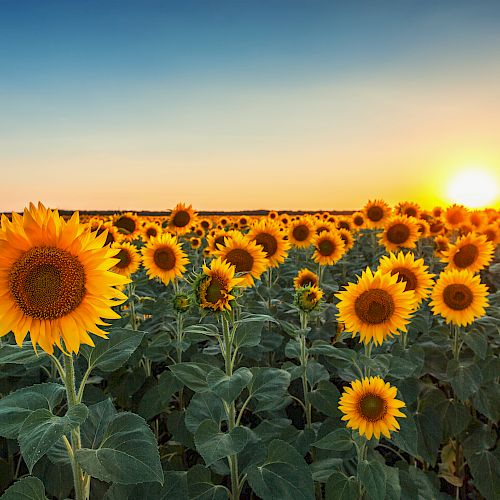 A field of sunflowers basking in the glow of a setting sun under a clear blue sky, creating a serene and picturesque landscape.