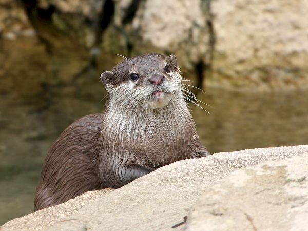 An otter is resting on a rock by the water.