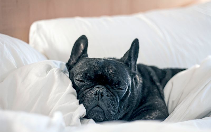 A black French bulldog naps on white bedding, eyes closed, ears up, looking cozy and relaxed.