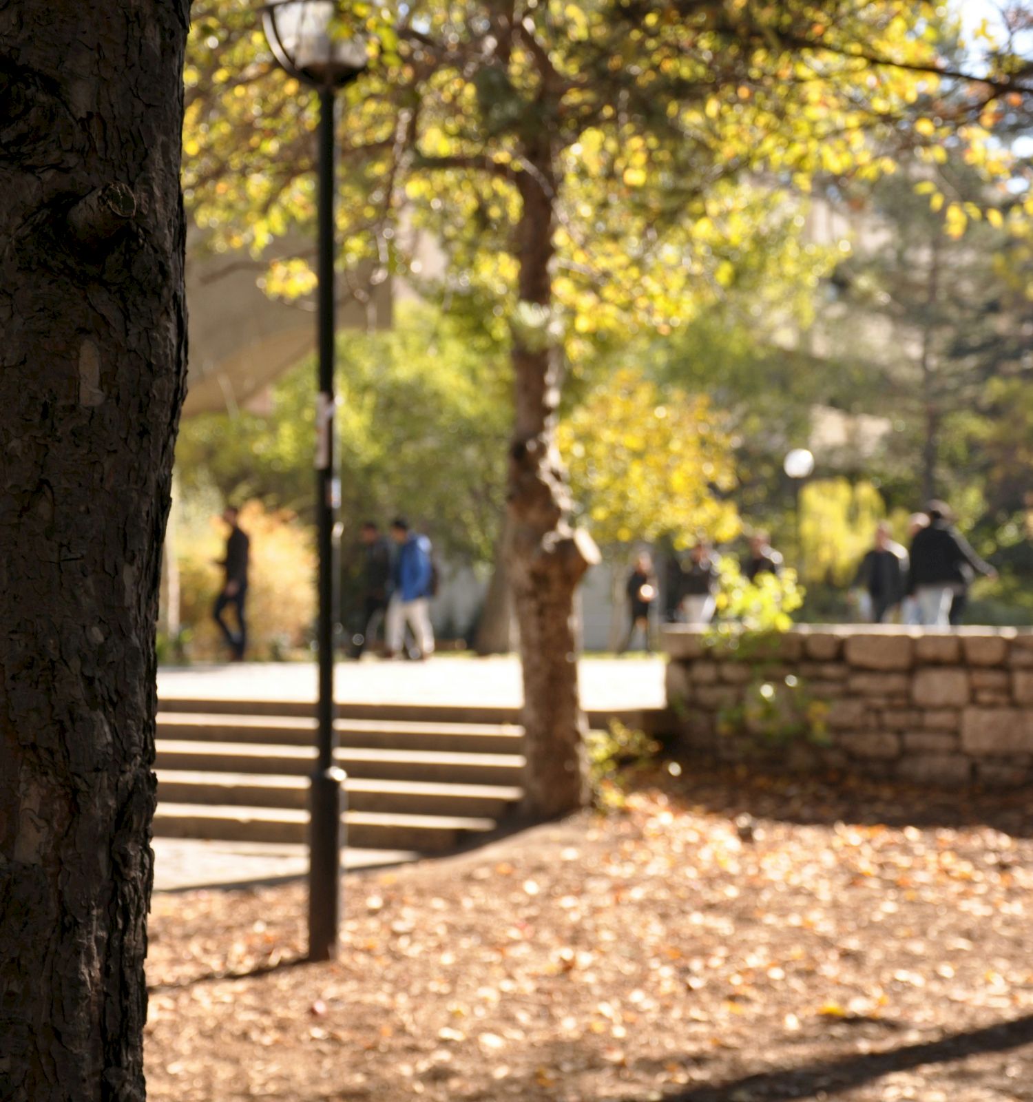 A large tree trunk fills the foreground while blurred people walk through a sunny autumn park with golden leaves.